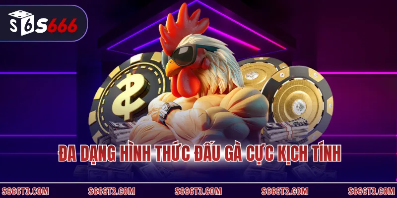 Đa dạng hình thức đấu gà cực kịch tính