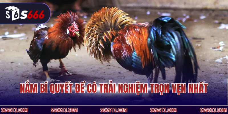 Nắm bí quyết để có trải nghiệm trọn vẹn nhất